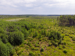 Obraz premium A young forest that has grown after severe forest fires. Aerial photography