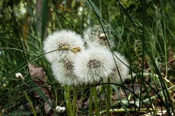 close up of group of fluffy dandelions blowball seeds near green grass in field in summer