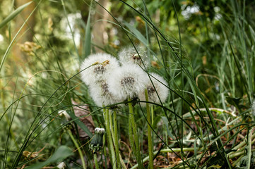 close up of group of fluffy dandelions blowball seeds lighted by sunlight near green grass in field in summer