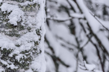 The tree has covered with heavy snow in winter season at Lapland, Finland.