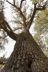 View into the height along a trunk of an approximately 1300 years old pine tree