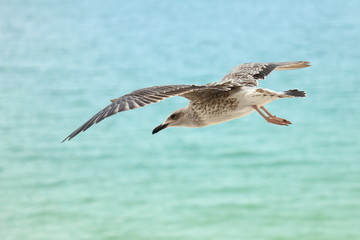 A seagull in flight over the Black Sea in Bulgaria