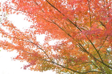 red maple leaves in autumn