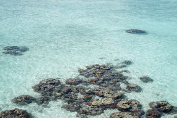Live coral at low tide on Sampoerna, Sabah, Malaysia.