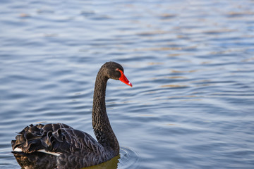Two black swans with a red beak swim on the lake.