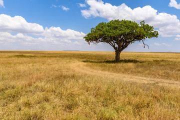 Panoramic image of a lonely acacia tree in Savannah in Serengeti National Park, Tanzania - Safari...