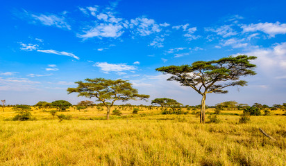 Panoramic image of a lonely acacia tree in Savannah in Serengeti National Park, Tanzania - Safari in Africa - obrazy, fototapety, plakaty