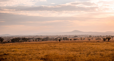 Fototapeta na wymiar Panoramic image of a lonely acacia tree in Savannah in Serengeti National Park, Tanzania - Safari in Africa