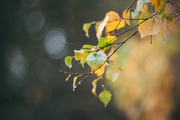 Birch branch with wet yellowed leaves in autumn, from which raindrops drip in sad November weather.