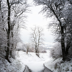 Country road with trees in winter with snow