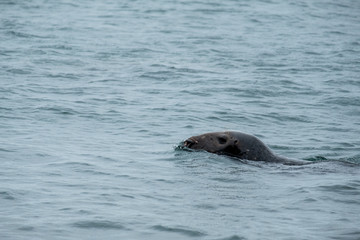 Obraz premium seals swimming in the sea 