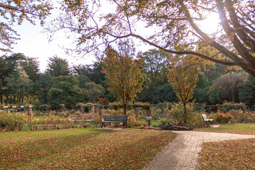 Walking through Queens Park on a sunny day