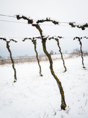 Vineyard in Burgenland in Winter with snow