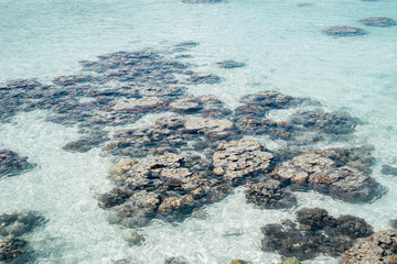 Fototapeta na wymiar Live coral at low tide on Sampoerna, Sabah, Malaysia.