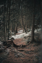 Forest trail in early winter