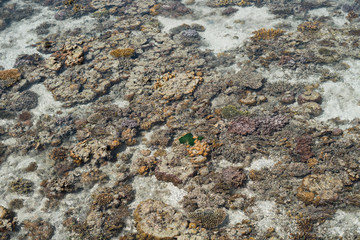 Live coral at low tide on Sampoerna, Sabah, Malaysia.