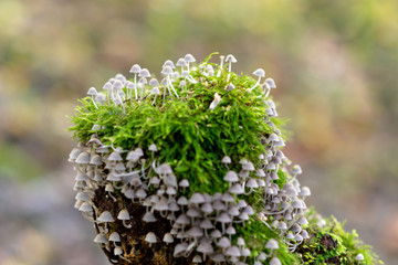 white mushrooms in forest
