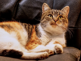 Inquires kitten is lying on plastic chair and relax. Love between human - owner and pet - cat. Green eyes. Pedigree felis catus domesticus at home