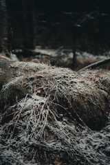 Stone in the snow and branches in the forest