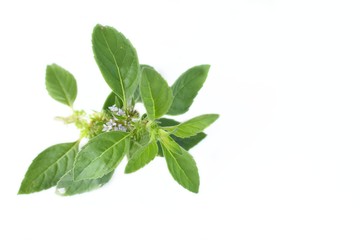fresh spearmint leaves on white background