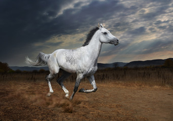 fast galloping white horse against the background of the evening landscape
