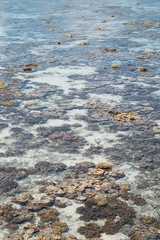 Live coral at low tide on Sampoerna, Sabah, Malaysia.