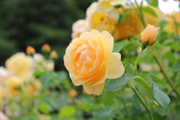 薔薇　ばら　