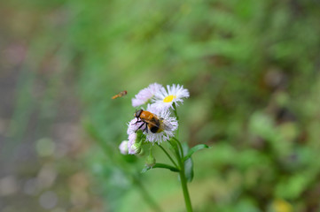 Obraz premium ミツバチ