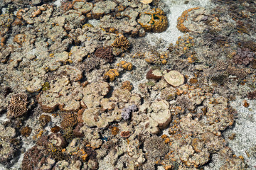 Live coral at low tide on Sampoerna, Sabah, Malaysia.