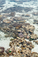 Live coral at low tide on Sampoerna, Sabah, Malaysia.