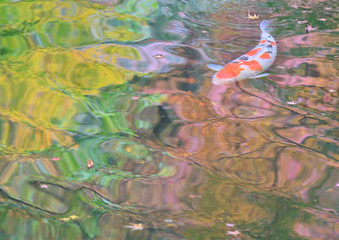 紅葉を映す池