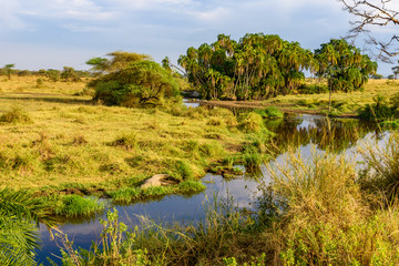 River and Lake in beautiful landscape scenery of Serengeti National Park, Tanzania - Safari in Africa