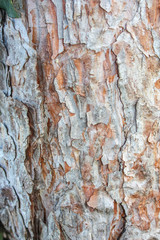 old, dry, colored bark of a tree. texture. close up.
