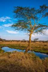 River and Lake in beautiful landscape scenery of Serengeti National Park, Tanzania - Safari in Africa