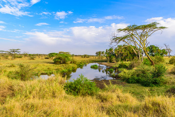 River and Lake in beautiful landscape scenery of Serengeti National Park, Tanzania - Safari in Africa