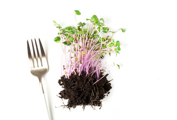 Red cabbage microgreen grows in the soil and a fork
