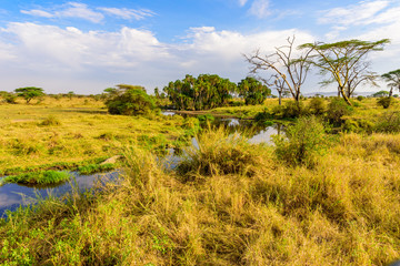 River and Lake in beautiful landscape scenery of Serengeti National Park, Tanzania - Safari in Africa