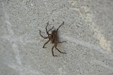 3/4 shot on wolf spider on wall outdoor.