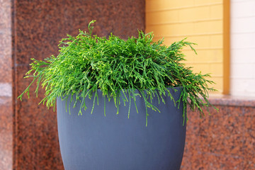Cypress in outdoors pot. Thuja occidentalis danica in container, coniferous trees. Landscape design in city. Close up.