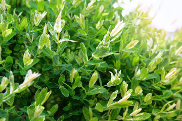 Obraz premium Salix integra decorative garden plant white and green leaves. Branches of the willow are whole-leafed Japanese, Hakuro-Nishiki. Selective focus.