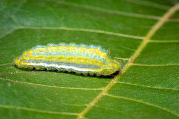 Image of Green Moth Caterpillar on green leaves. Insect. Animal