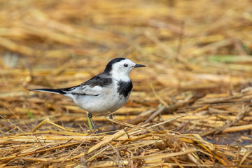 Image of white wagtail bird (Motacilla alba) on nature background. Birds. Animal.