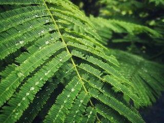green leaf with drops of water