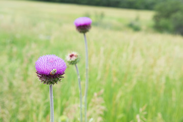 Fluffy purple wildflower with bee buzzing around