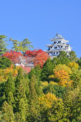Naklejka premium 秋の郡上八幡城