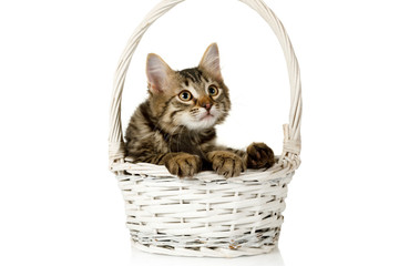 Fototapeta na wymiar Cute gray kitten sits in a basket and looks somewhere with surprise