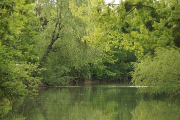 Fototapeta premium River surrounded by forest. Green trees above a river. Sun in foliage.