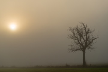 Naklejka premium Sunrise with fog