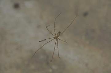 Spider daddy long legs on its web in cellar.