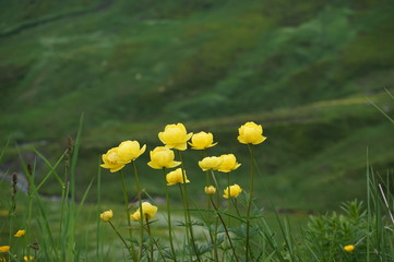 スイスアルプスの花畑